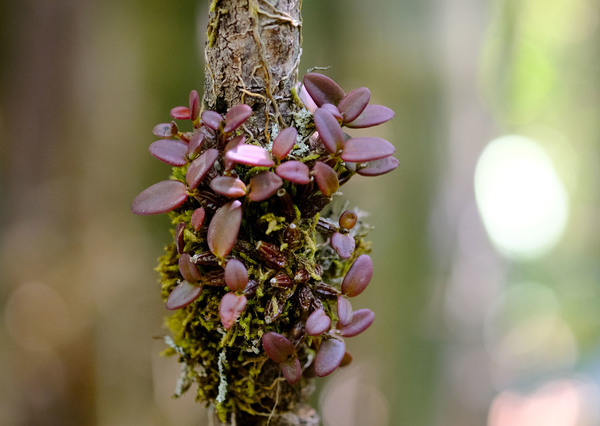 Дендробиум толстолистный (Dendrobium cf. pachyphyllum) загоревший на солнце. Нам попались как красные, так и зеленые экземпляры. Растение не цвело, и поэтому точной уверенности в видовом определении пока нет.