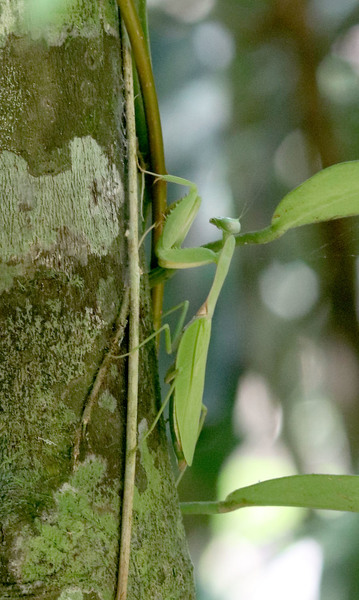 Азиатский богомол (Hierodula patellifera) элегантно маскируется под листья лианы стелящейся по стволу небольшого дерева.