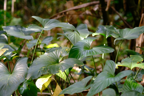 Хомаломена с крупными листьями (Homalomena sp.) встречалась не только у воды, но и глубоко в лесу.