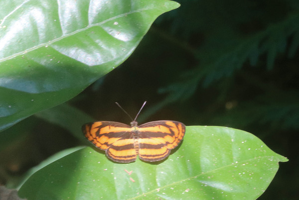 Еще одна распространенная в Юго-Восточной Азии бабочка с полосатыми оранжевыми крыльями - Lasippa heliodore.