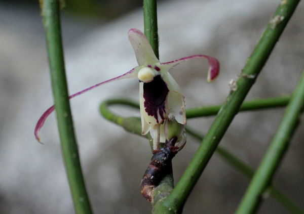 Луизия однобокая (Luisia secunda) – орхидея без листьев, свисала с дерева над каменистым руслом реки. Луизия является эндемиком Таиланда.