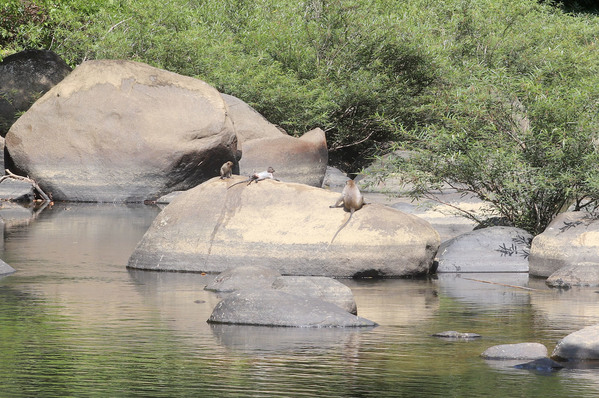 Длиннохвостые макаки (Macaca fascicularis) пересекают реку Sok.
