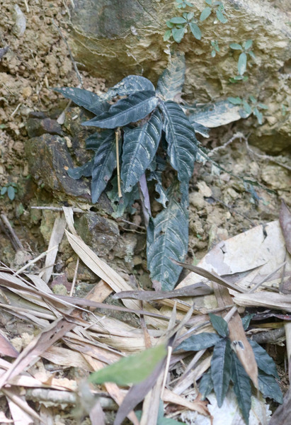 Вот так непритязательно офиорриза Ларсена и Кая (Ophiorrhiza larseniorum) выглядит в естественной среде обитания в парке Khao Sok. Тем не менее, в фактуре листа можно углядеть что-то родственное с кофейным деревом, также принадлежащим этому же семейству.