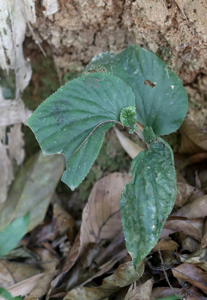 Пентафрагма бегониелистная (Pentaphragma begoniifolium) – интересное наземное растение, которое я сперва принял за бегонию.