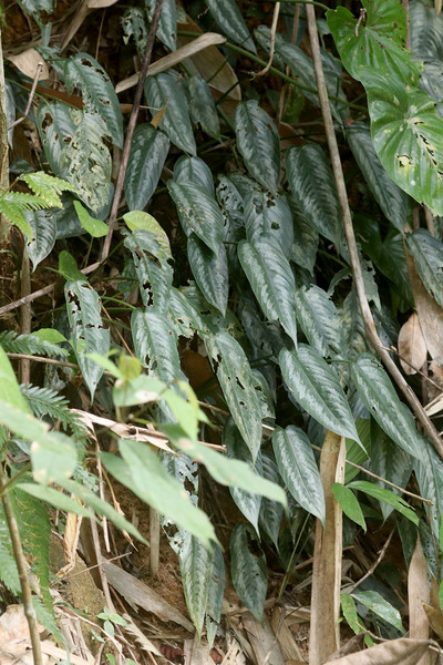 Безусловно, одной из фишек парка является большое количество шизматоглоттиса Валлиха (Schismatoglottis wallichii). Своими вариегатными и выделяющимися среди другой флоры листьями он формирует цельные серого цвета стены на откосах дороги.
