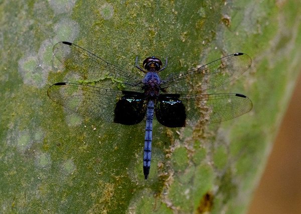 Стрекоза Tyriobapta torrida имеет почти полностью прозрачные крылья и синее тело.