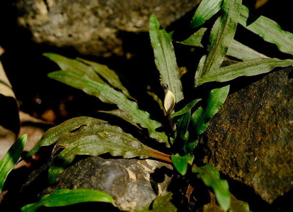 Криптокорина беловатая (Cryptocoryne crispatula var. albida) с классическим соцветием. Фото Романа Магина.