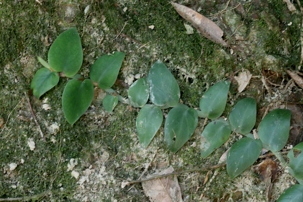 Напротив, у Рафидофоры Кортхалса (Rhaphidophora cf. korthalsii) листовая пластина во взрослом состоянии должна становиться рассеченной, но таких экземпляров в парке Kha Sok мы не встретили.
