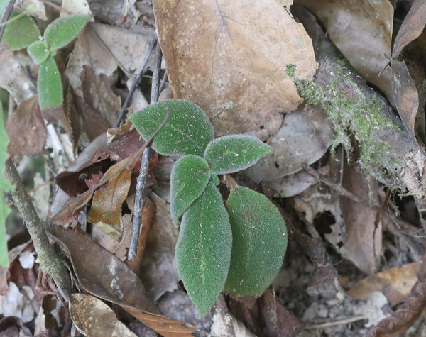 Небольшое зеленое растение с опушенными листьями не осталось незамеченным в парке Kha Sok и теперь представляет большую загадку.