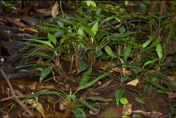 Кустики лагенандры лимбослабооткрытой (Lagenandra limbusleviterapertae) на берегу небольшого лесного ручья. Иллюстрация из оригинальной публикации.