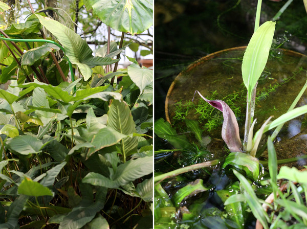 Водные ароидные растения «родом из СССР»: Анубиас Жилле (Anubias gilletii) – слева, и Лагенандра Де Витта (Lagenandra dewitti) – справа
