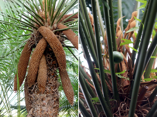 Саговник Румфа (Cycas rumphii) – двудомное голосеменное растение из Юго-Восточной Азии. Мужское растение – слева, женское – справа