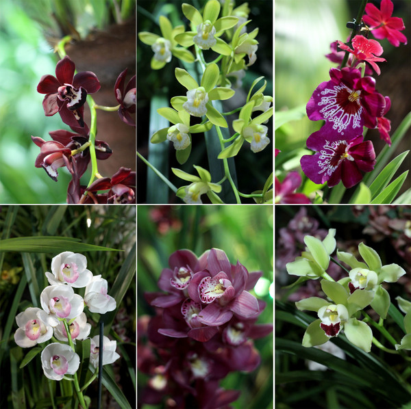 Различные сортовые цимбидиумы (Cymbidium sp.) и другие орхидеи