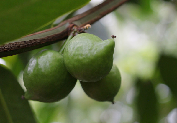 Гарциния сладкая (Garcinia dulcis) – съедобный экзотический фрукт из Юго-Восточной Азии