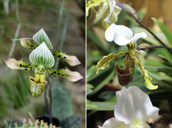 Башмачки: Пафиопедилум красивый (Paphiopedilum venustum) – слева, и Пафиопедилум замечательный (Paphiopedilum insigne) – справа