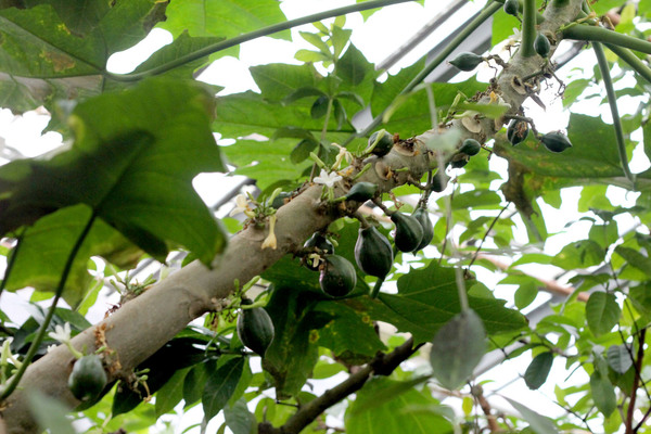 Васконцелла стволоцветная (Vasconcellea cauliflora) – близкий родственник папайи, но плоды ее в сыром виде несъедобны