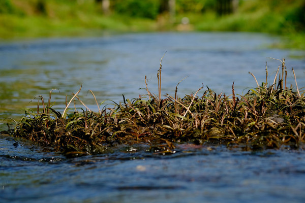 Обильное цветение криптокорины курчавой (Cryptocoryne crispatula var. flaccidifolia) в реке Kapong. В отличие от криптокорины беловатой, растение тяготеет к подводному образу жизни. Надводные кустики можно наблюдать только в сухой сезон.