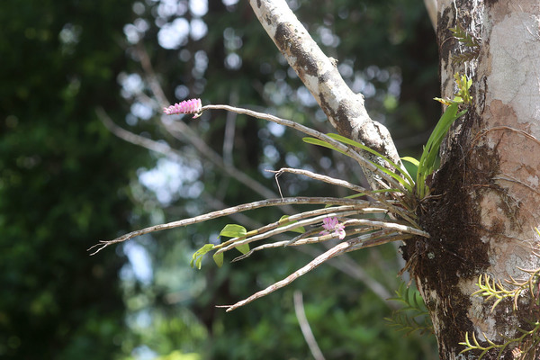 Дендробиум односторонний (Dendrobium secundum) на стволе бразильской гевеи недалеко от реки Bang Nieng в округе Takua Pa. Растение широко распространено в странах Юго-Восточной Азии. По мере прохождения маршрута этот дендробиум встретился нам несколько раз.