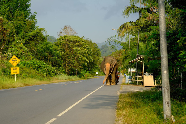 До Таиланда в нашем послужном водительском списке обгон слона не значился. Теперь он там есть. Азиатский слон (Elephas maximus) на дороге к национальному парку Khao Sok.