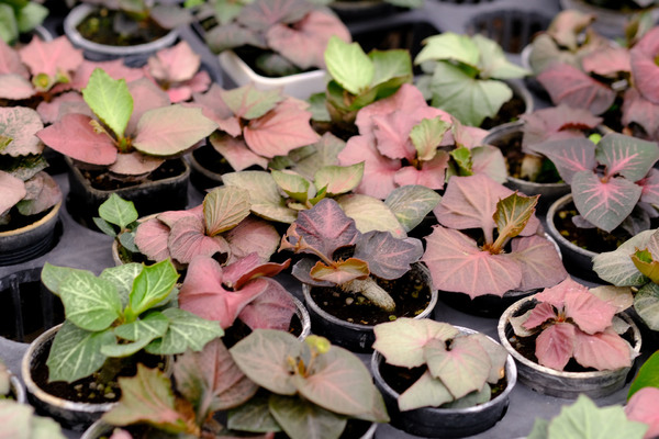 Фермерское хозяйство «Little One Plant Nursery» расположено недалеко от Бангкока и специализируется на суккулентных растениях. Визитной карточкой являются гибриды каудексной эуфорбии Франсуа (Euphorbia francoisii).