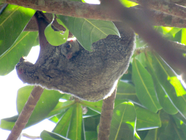 Малайский шерстокрыл (Galeopterus variegatus) с детенышем в кроне дерева на Суринских островах (Surin islands). Травоядное животное.