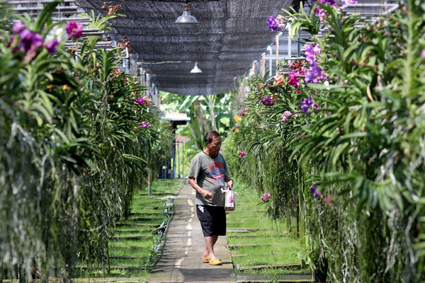 «Kultana Orchids» еще одно крупное фермерское хозяйство, занимающееся выращиванием и продажей орхидей. Ванды являются также приоритетным направлением этой фирмы.
