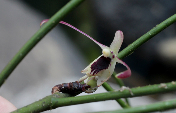 Луизия однобокая (Luisia secunda) в национальном парке Khao Sok. Растение является эндемиком Таиланда.