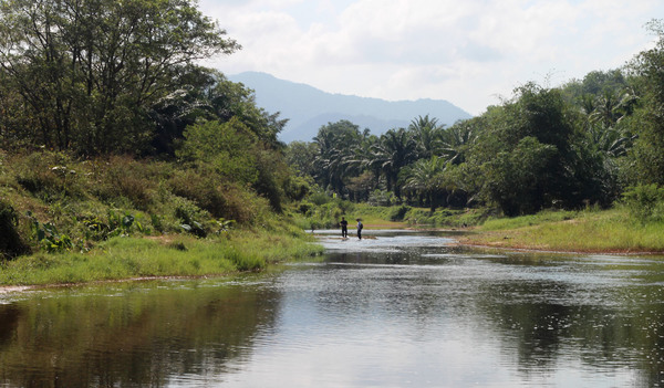 Река Kapong из одноименного округа – место обитания микрорасборы куботай (Microdevario kubotai) и криптокорины курчавой (Cryptocoryne crispatula var. flaccidifolia)