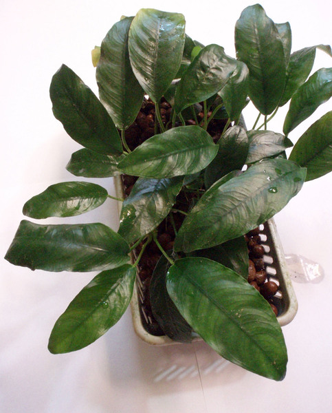 Anubias sp. 'heteroclita' в тепличной культуре. Один из анубиасов советских времен, происхождение которого до сих пор остается неизвестным. Автор фото: Дмитрий Логинов.