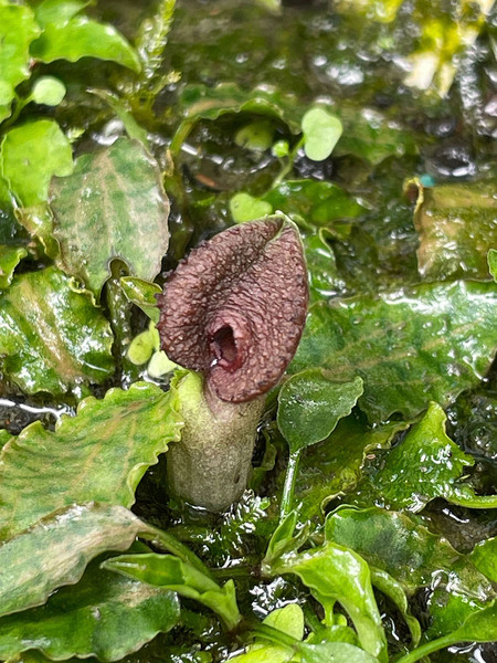 Цветение криптокорины Нура (Cryptocoryne nurii var. raubensis). Автор фото – Виталий Аленкин.