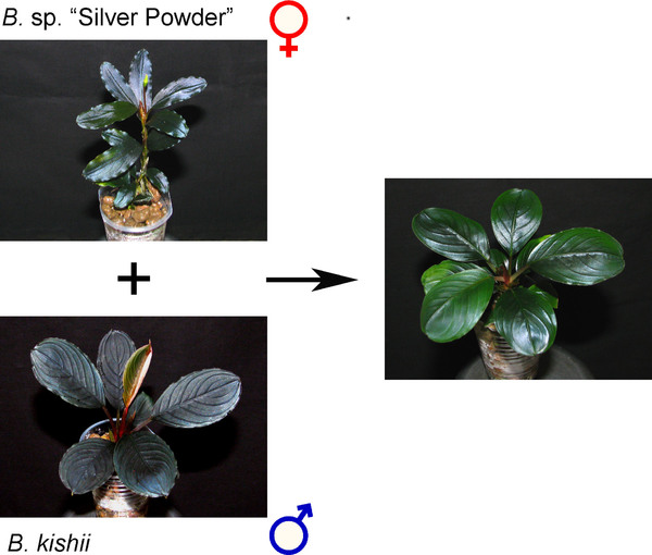 Figure 6. Interspecies crossing between B. sp. “Silver Powder” (the Pygmaea Complex) and B. kishii.