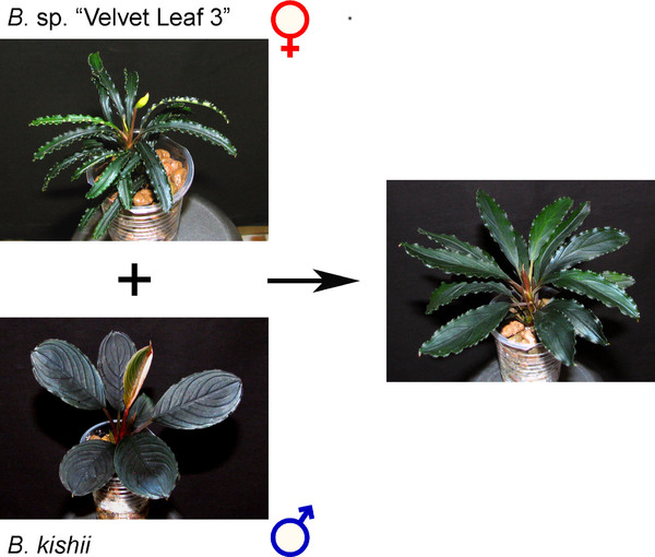 Figure 9. Interspecies crossing between B. sp. “Velvet Leaf 3” (B. spathulifolia) and B. kishii.