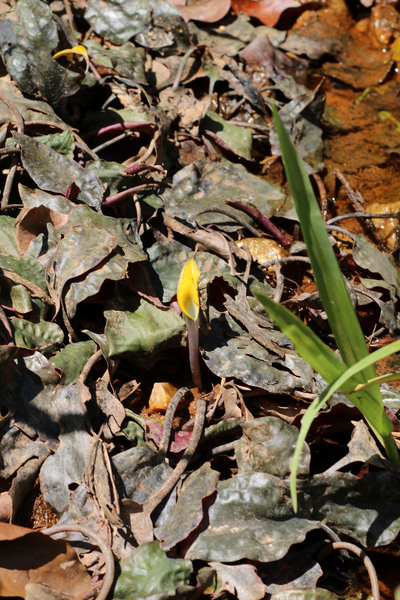 Цветущая Cryptocoryne cordata var. siamensis в речке Pak Wip (Южный Таиланд). Теперь это растение правильно называть криптокориной сиамской (Cryptocoryne siamensis var. siamensis).