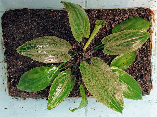 Криптокорину шри-ланкийскую (Cryptocoryne srilankaensis) трудно отличить по листьям не только от своей соотечественницы Cryptocoryne thwaitesii, а также ряда других недавно описанных растений с острова Калимантан. Автор фото: S. Wongso.