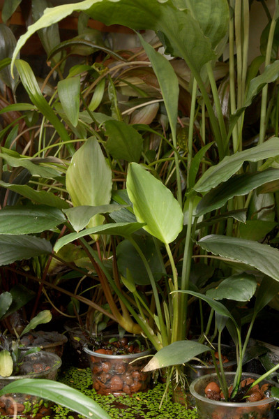 Red (on the left) and green forms of Furtadoa sumatrensis in the home greenhouse.