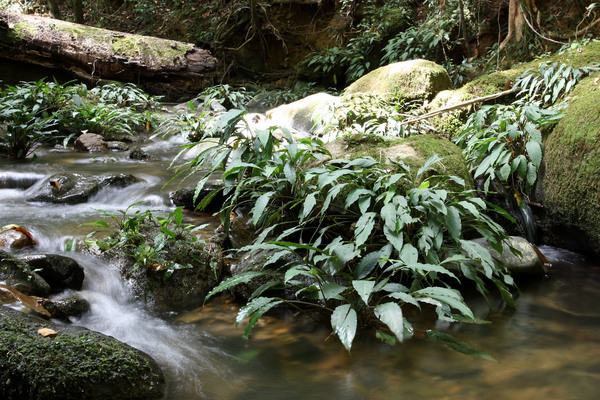 A typical biotope of rheophytic aroids as exemplified by Ooia kinabaluensis in the Liwagu River (Sabah, Malaysia).