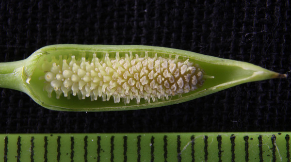 Inflorescence of Furtadoa sumatrensis (green form), part of spathe artificially removed.