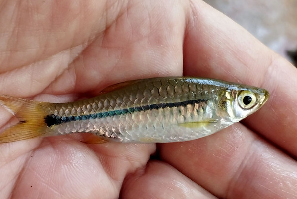 Типичный для Таиланда представитель ихтиофауны - Расбора Пави (Rasbora paviana). От часто встречаемой в Юго-Восточной Азии расборы Эйнтховена (Rasbora einthovenii) ее отличает короткая черная полоса вдоль боковой линии, которая не затрагивает голову и глаз рыбы. Автор фото - Михаил Конев.