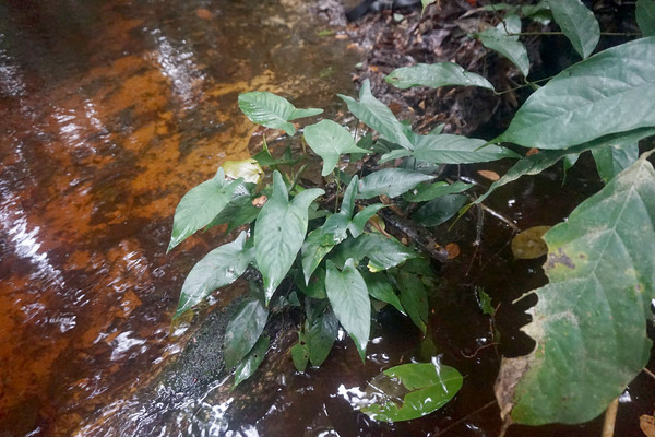 Анубиас Жилле (Anubias gilletii) в небольшом тенистом ручье. Конго (2020 г). Автор фото: Roland Numrich.