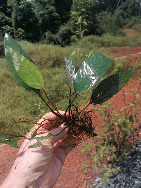 Анубиас разнолистный (Anubias heterophylla). Растение с более вытянутыми черешками, которое скорее всего росло на большей глубине нежели экземпляр с Фото 5. Камерун (2023 г). Автор фото: Roland Numrich.