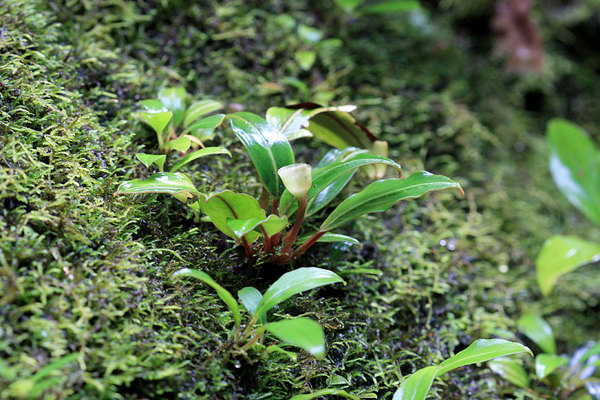 Буцефаландра колючая (Bucephalandra akantha), Puncak Borneo Resort, Sarawak, Borneo
