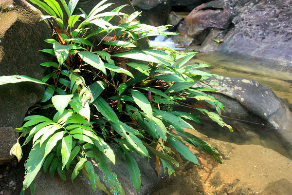 Взрослые экземпляры оойи (Ooia glans), Annah Rais, Sarawak, Borneo