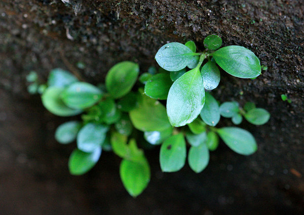 Молодые сеянцы оойи (Ooia glans). На этой стадии затруднительно определить растение даже до рода