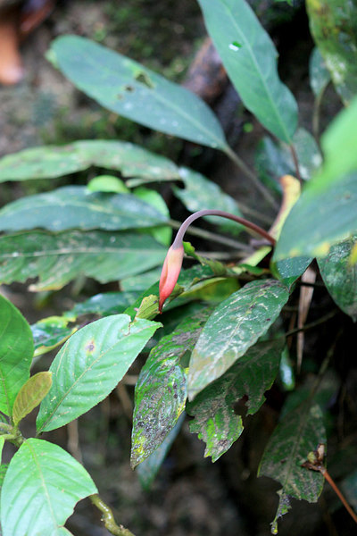 Piptospatha viridistigma, Annah Rais, Sarawak, Borneo