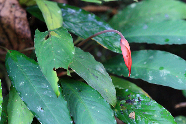 Piptospatha viridistigma. Помимо особенностей цветения эту пиптоспату легко отличить от оойи по более яркой красной окраске покрывала