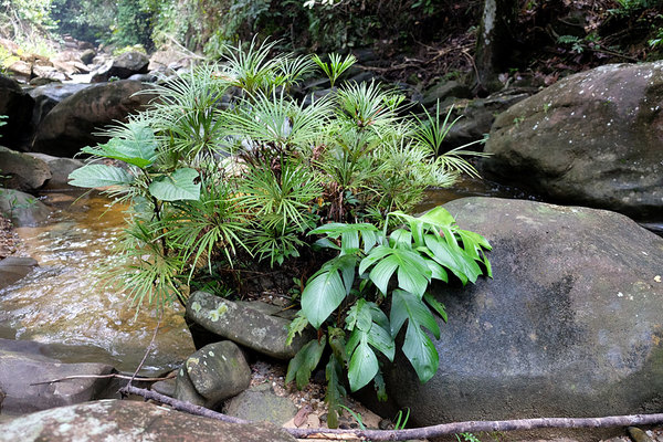 Рафидофора Беккари (Rhaphidophora beccarii) и папоротник Dipteris lobbi делят на двоих один камень, Annah Rais, Sarawak, Borneo 