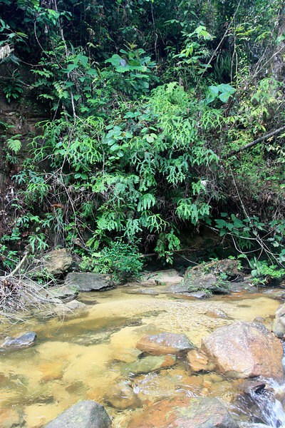 Папоротник (Sticherus truncatus), Annah Rais, Sarawak, Borneo