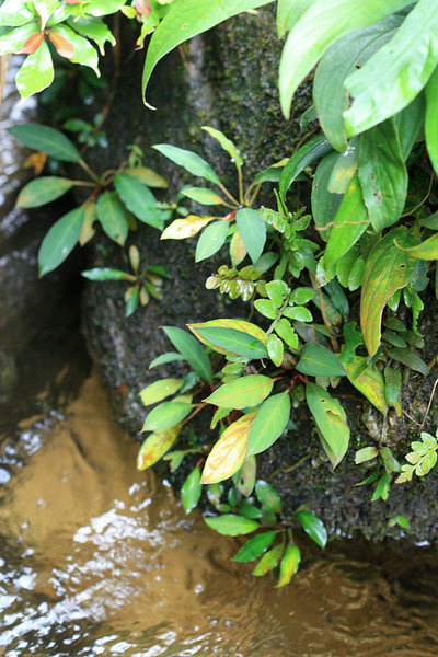 Реофитный камень в горном ручье. Из растений можно опознать Ooia glans, Myrmeconauclea strigosa, Amydrium sp., Rhaphidophora sp.