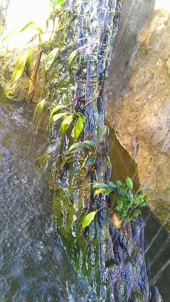 Через 6 месяцев в искусственном водопаде аридарум Николсона (Aridarum nicolsonii) сбросил большую часть листвы, а корневища покрылись водорослями.