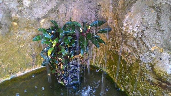 Буцефаландра Богнера (Bucephalandra bogneri) в искусственном водопаде через 6 месяцев после посадки. Следует отметить свежесть листвы и обилие соцветий. 